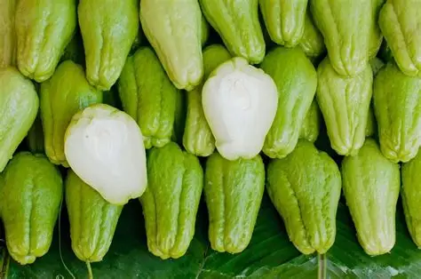 El chayote, origen y paternidad
